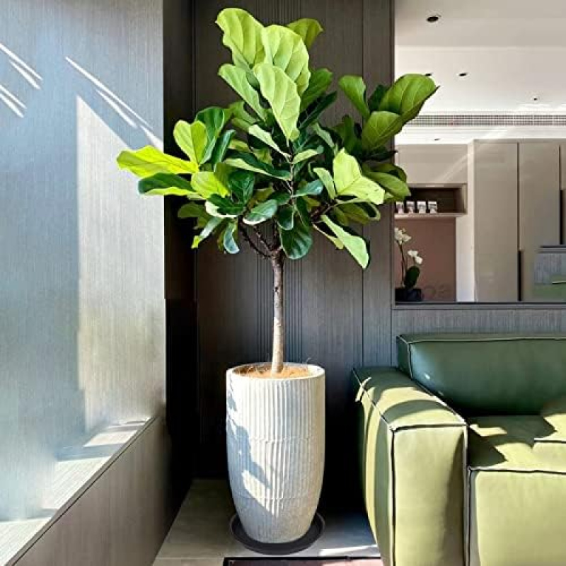 4Pcs Heavy Duty Plastic Plant  - Drip Tray Saucer review and price
