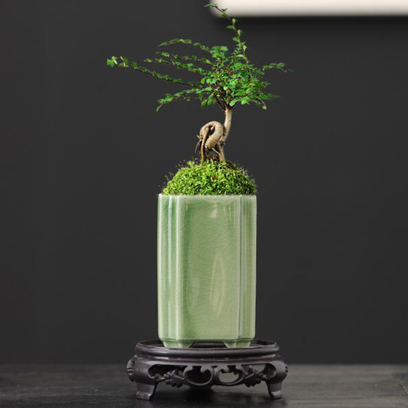 Porcelain Square Celadon Glaze - Bonsai Garden Art review and price