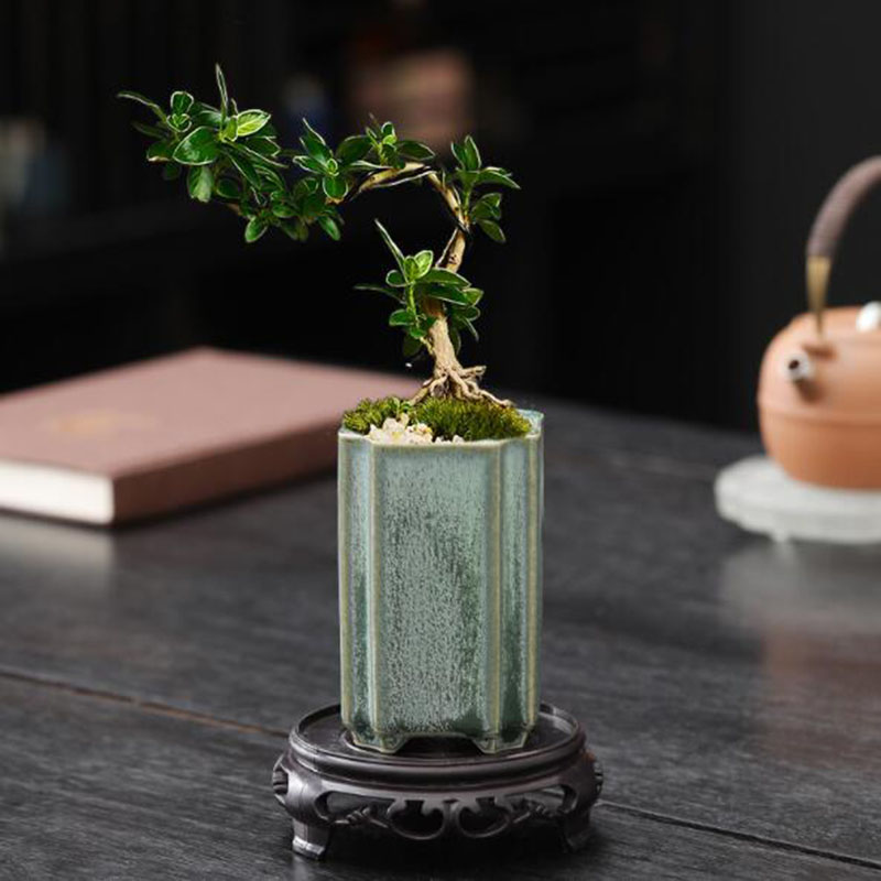 Porcelain Square Celadon Glaze - Bonsai Garden Art review and price